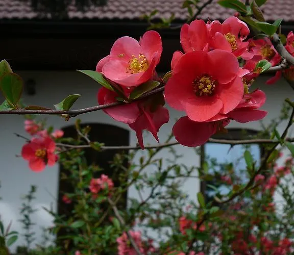 Apartmán La Ferme De Sissi